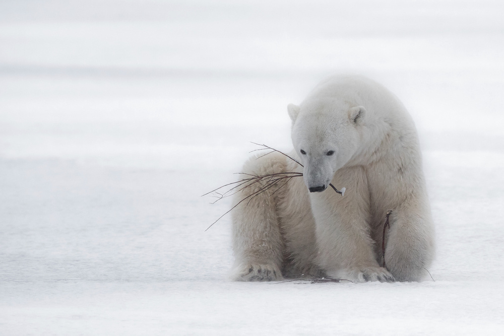 Playing with a Branch von Alessandro Catta