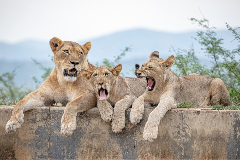 Tired Cubs von Alessandro Catta