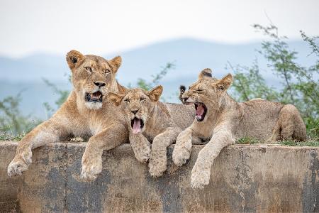 Tired Cubs