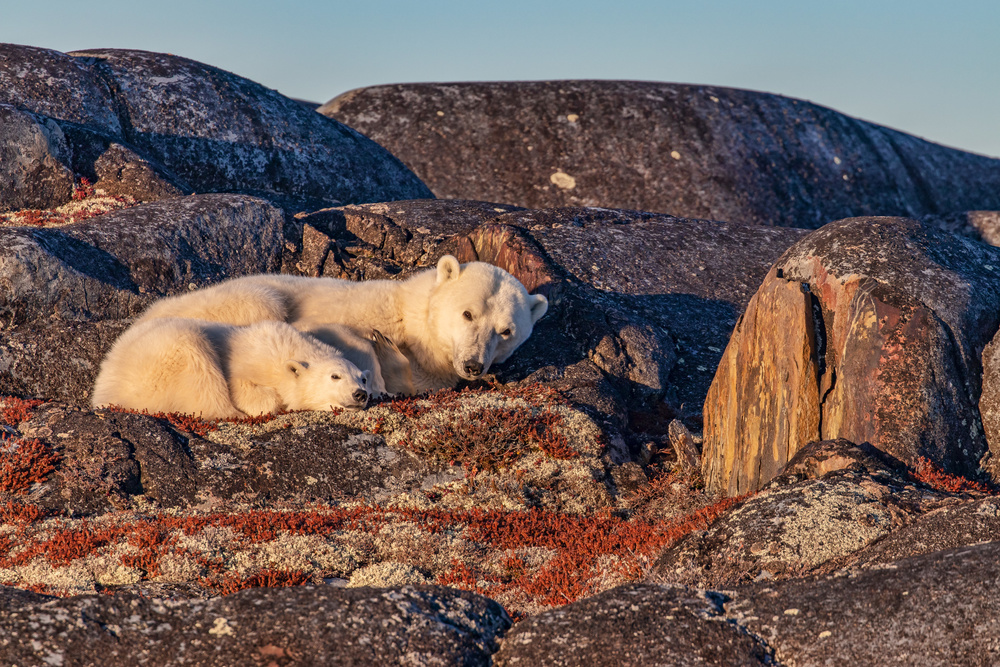 Mother Bear &amp; Cub von Alessandro Catta