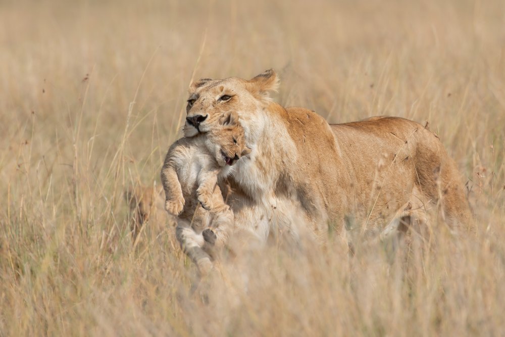 Mother Lioness von Alessandro Catta