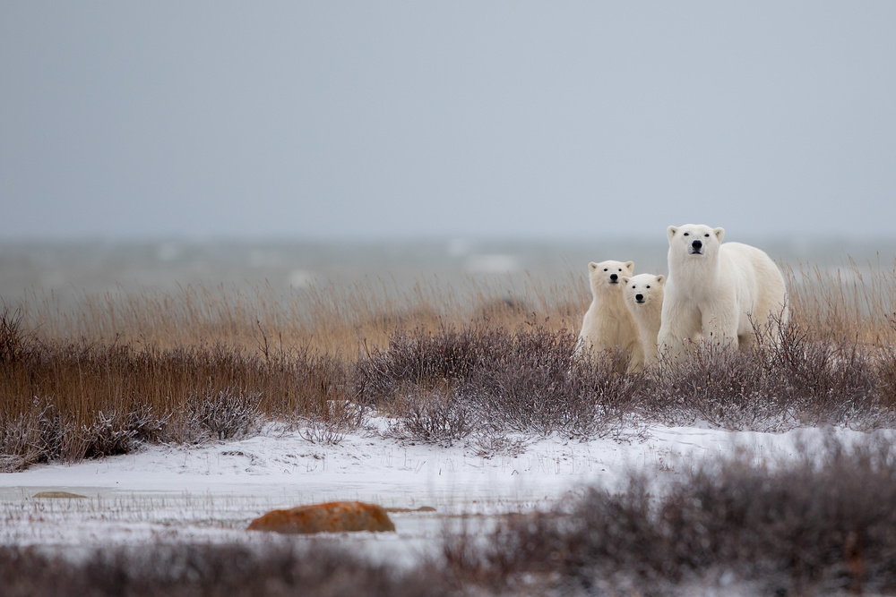 Mother with Cubs von Alessandro Catta