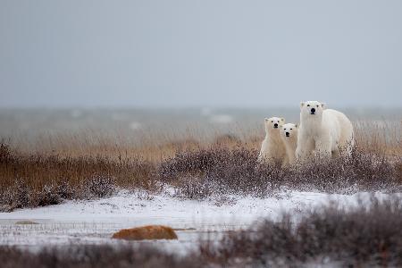 Mother with Cubs