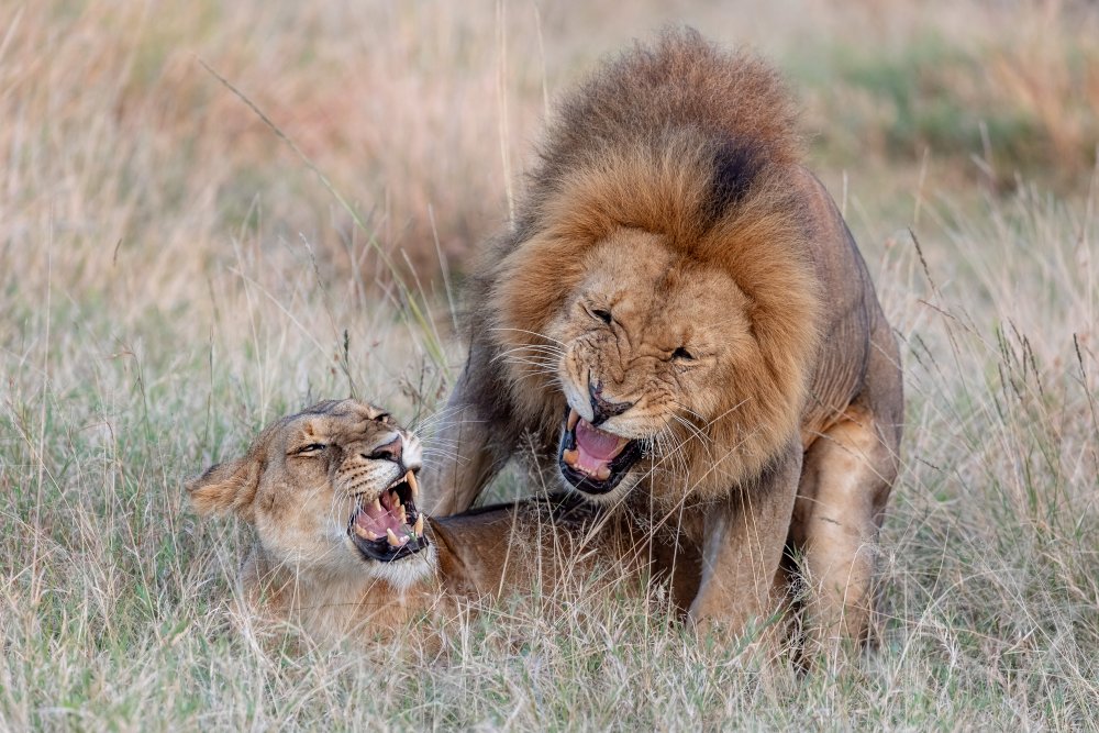 Mating Lions von Alessandro Catta