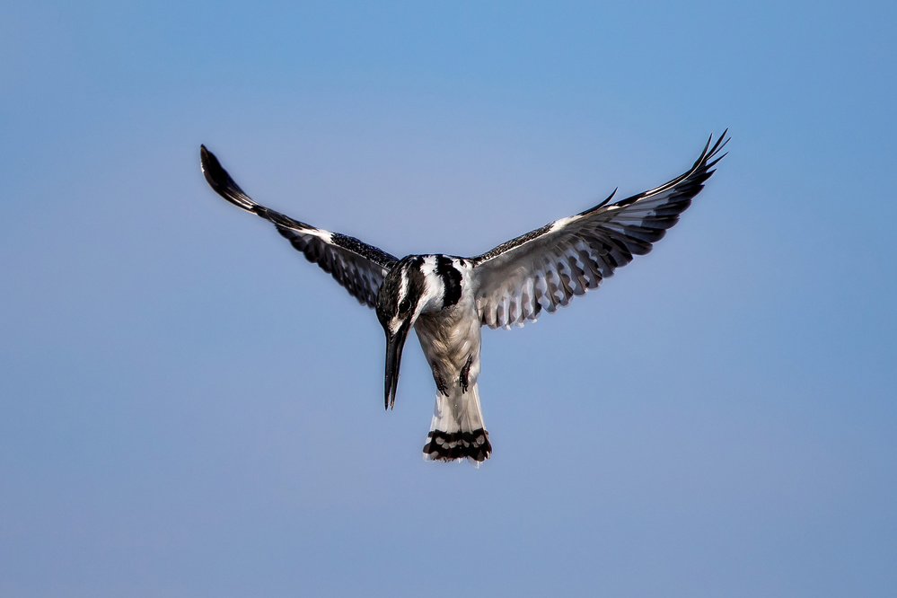 Pied Kingfisher von Alessandro Catta