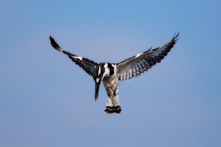 Pied Kingfisher