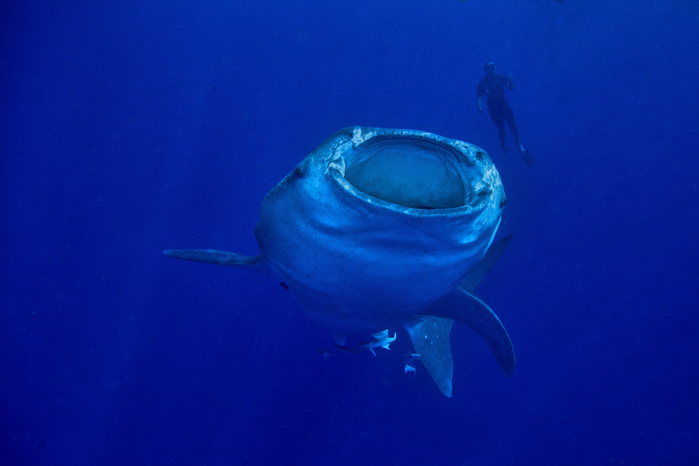 Giant of the Sea von Alessandro Catta