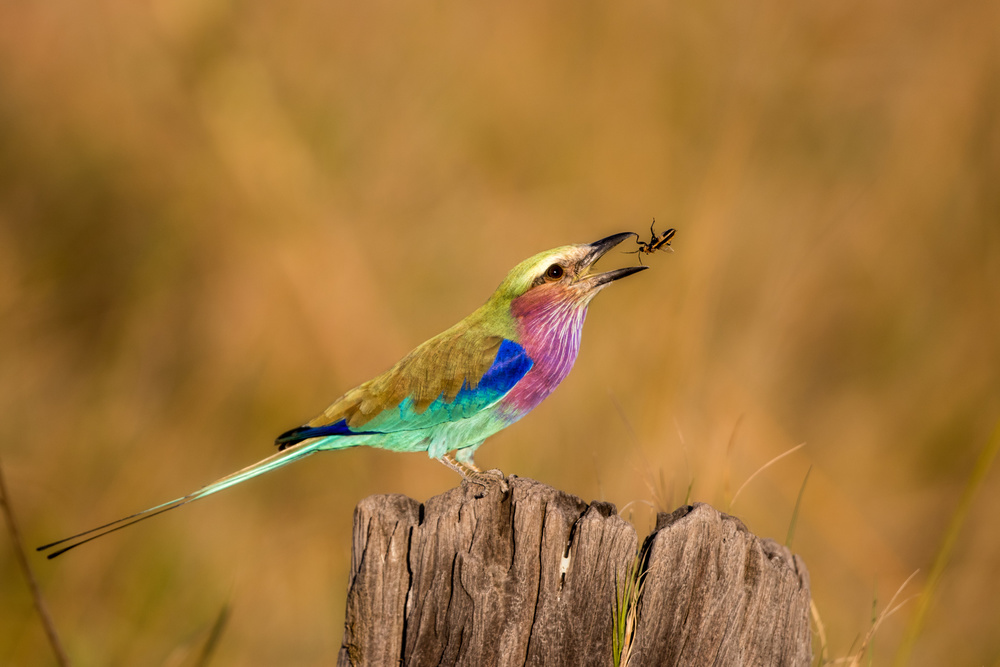 Roller with Bug von Alessandro Catta