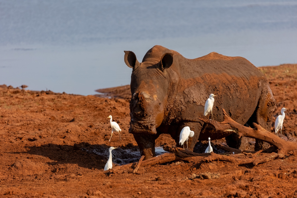 Red Rhino von Alessandro Catta