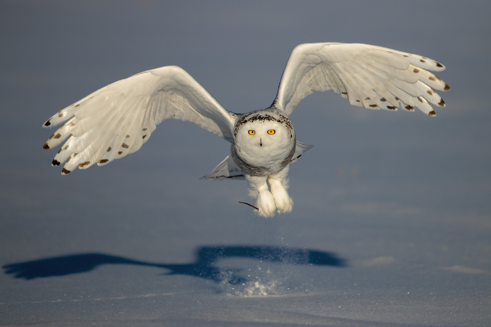 Snow Owl von Alessandro Catta