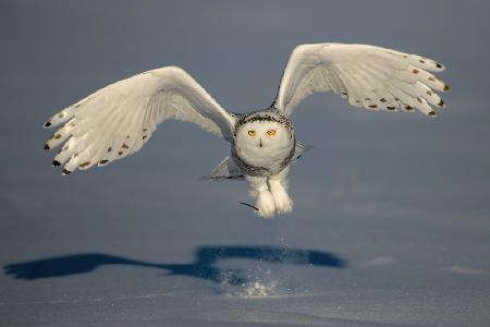 Snow Owl