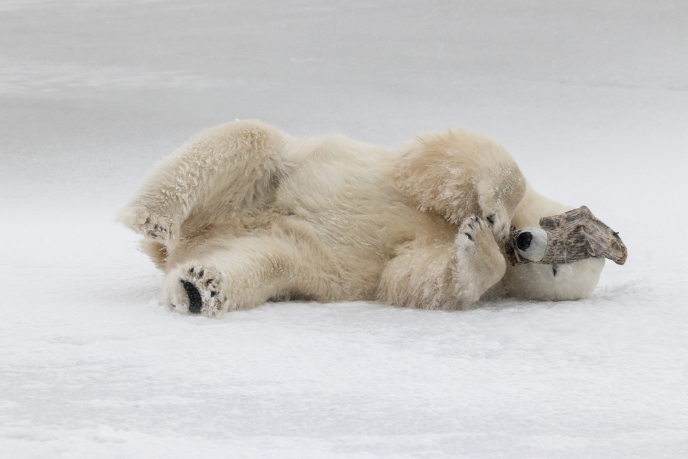 Shy Bear von Alessandro Catta