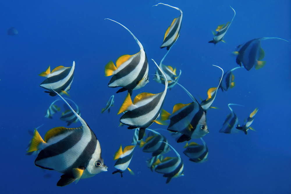 Schooling Bannerfishes von Alessandro Catta