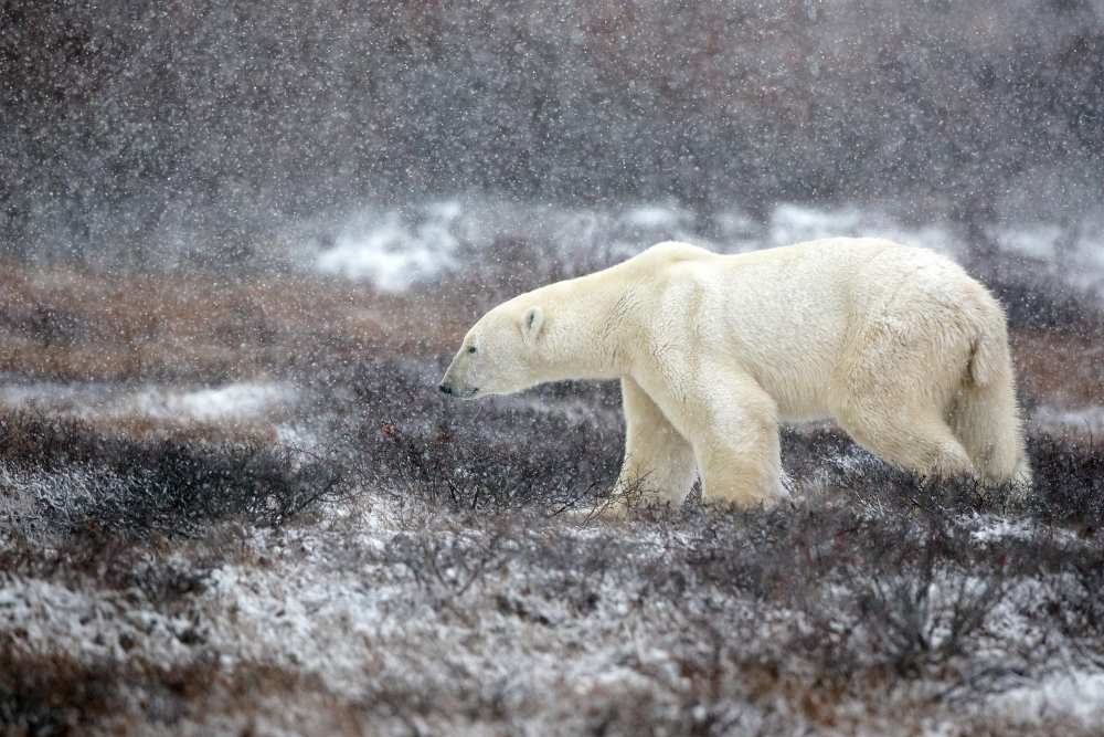 Snowing Time von Alessandro Catta