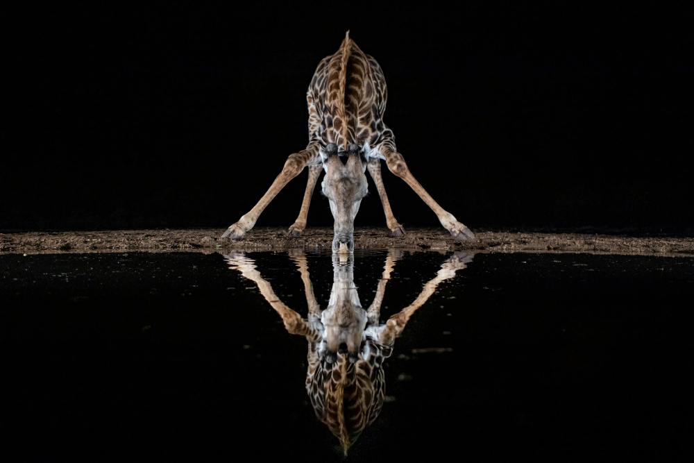 Spider Giraffe von Alessandro Catta