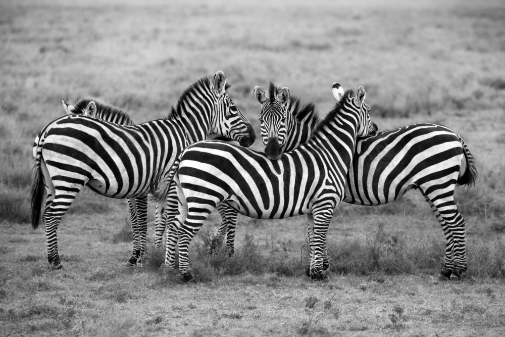 Stripes von Alessandro Catta