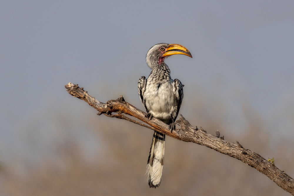 Southern Yellow-Billed Hornbill von Alessandro Catta