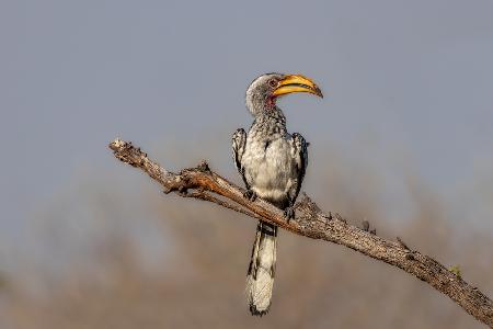 Southern Yellow-Billed Hornbill