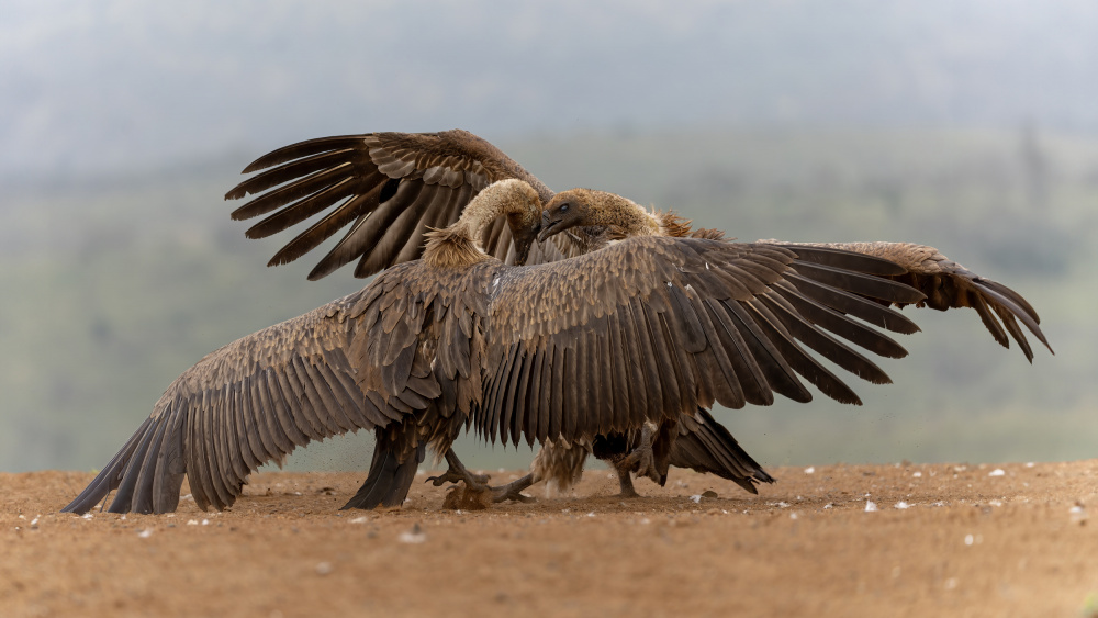 Dancing von Alessandro Catta