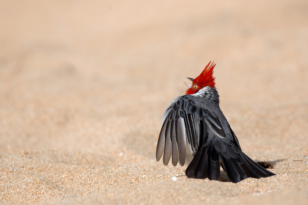 Dancing Bird von Alessandro Catta