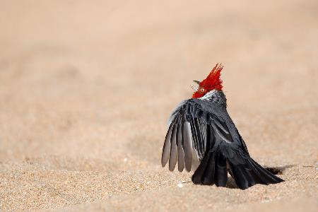 Dancing Bird