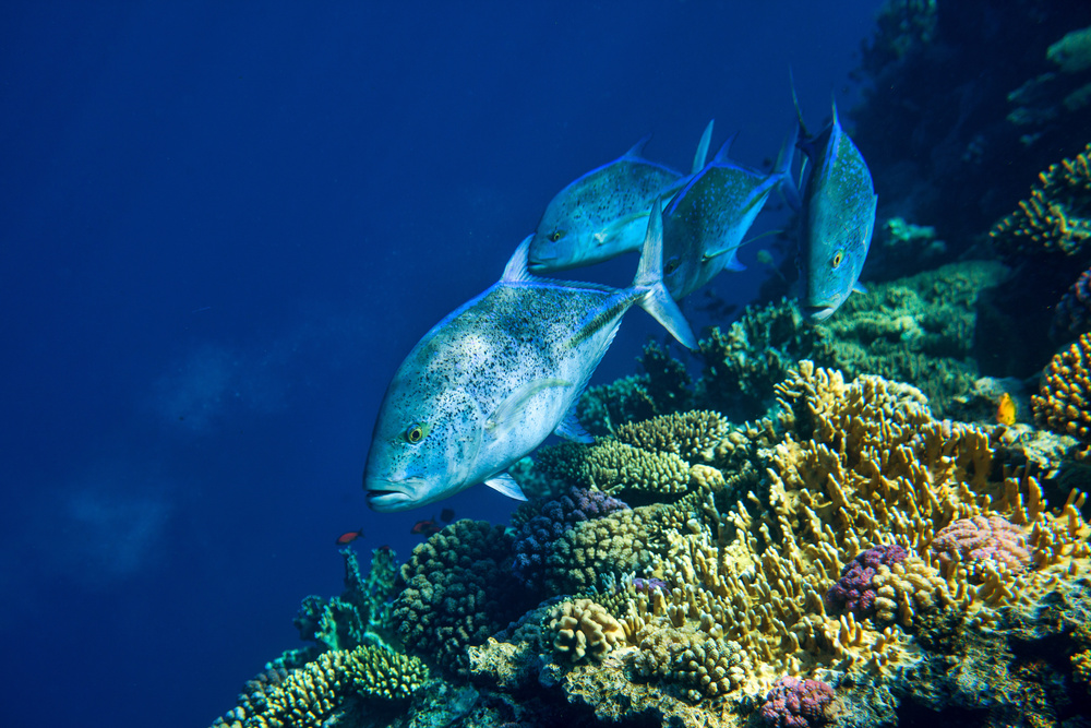 Red Sea Tuna von Alessandro Catta