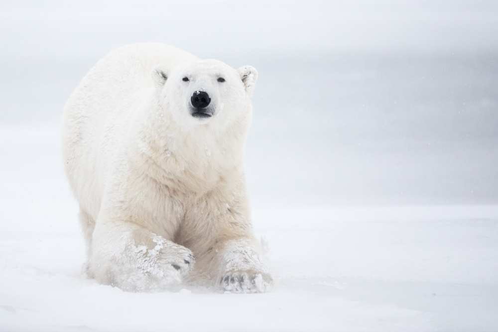 Total White von Alessandro Catta