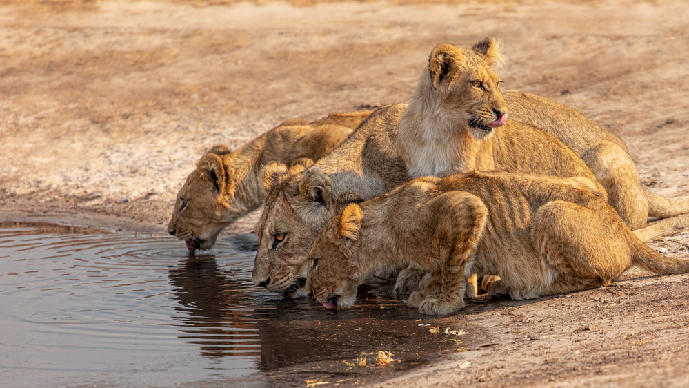 Drinking Time von Alessandro Catta