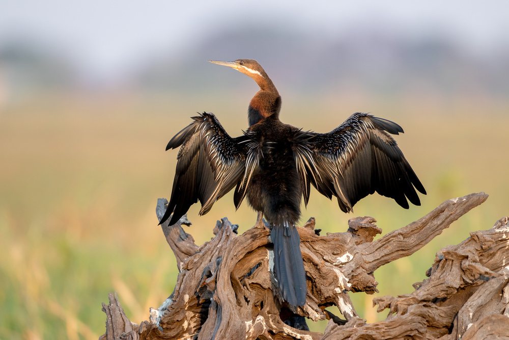 Drying Time! von Alessandro Catta