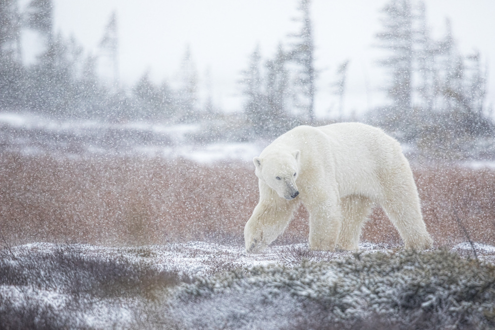 Under the Snow von Alessandro Catta