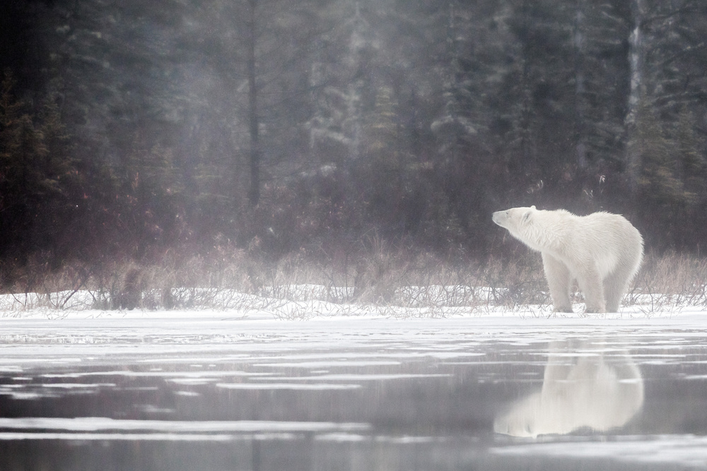 Under the Snow von Alessandro Catta