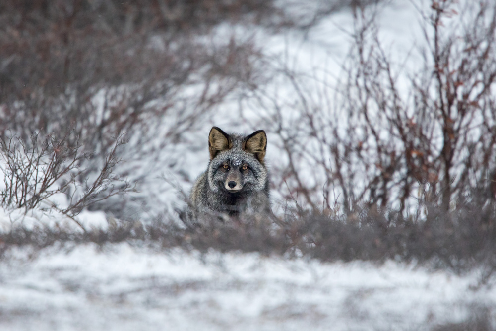 Try to Catch Me von Alessandro Catta