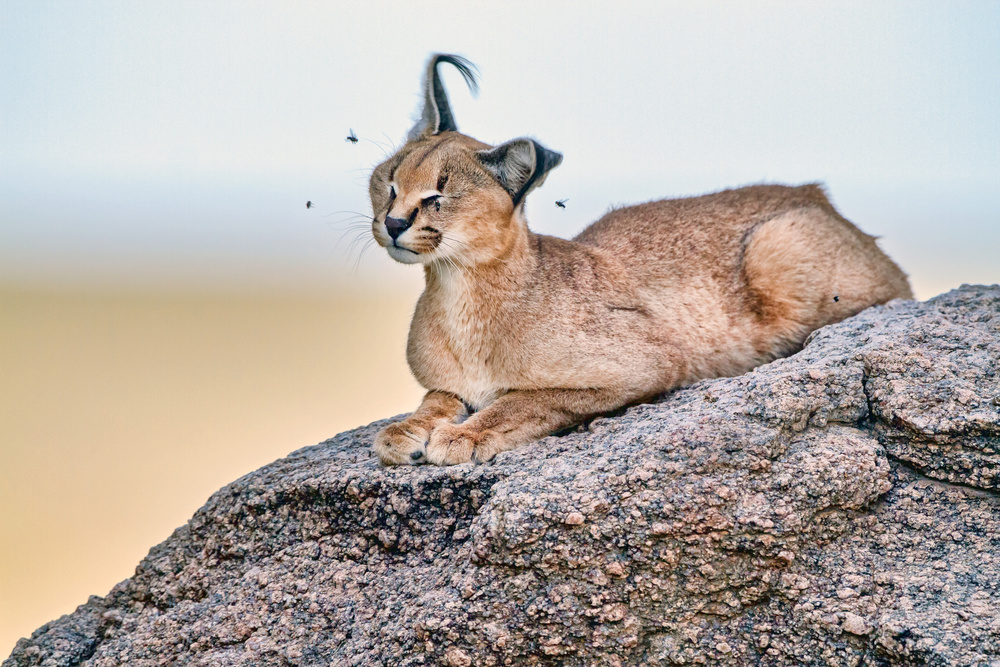 Bored by Flies! von Alessandro Catta