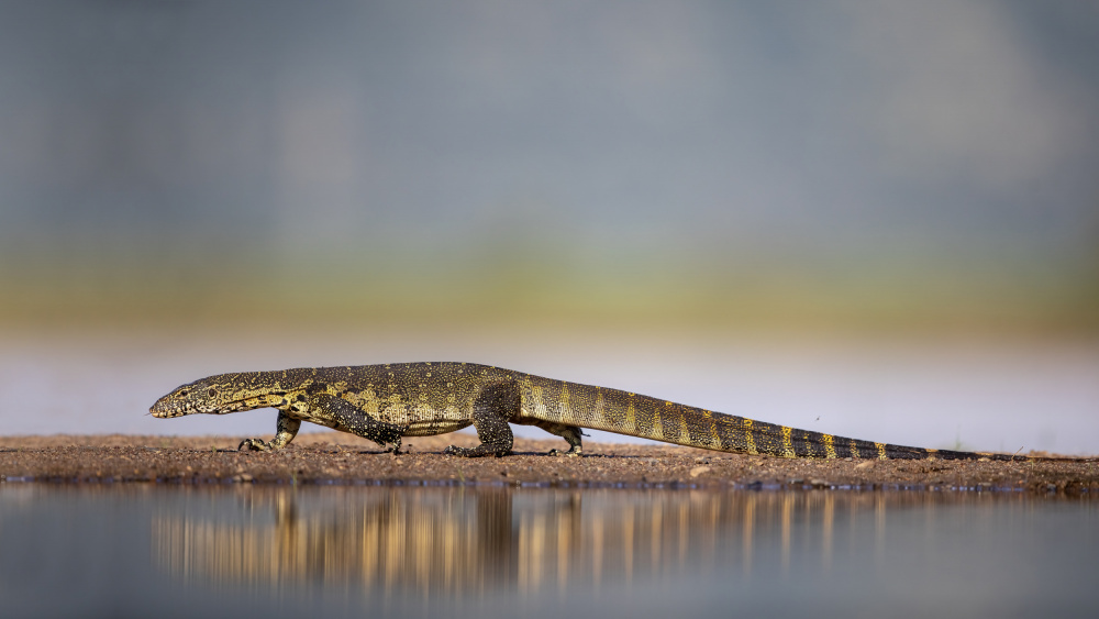 Water Monitor von Alessandro Catta