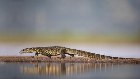 Water Monitor