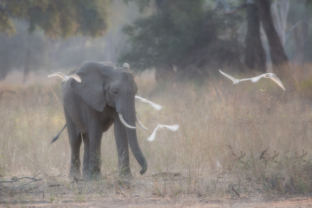 Softness von Alessandro Catta