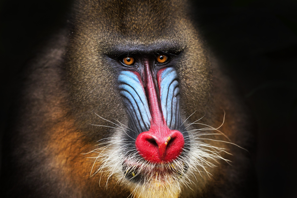 Wild Mandrill in Black von Alessandro Catta