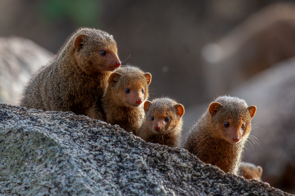 Dwarf Mongooses von Alessandro Catta