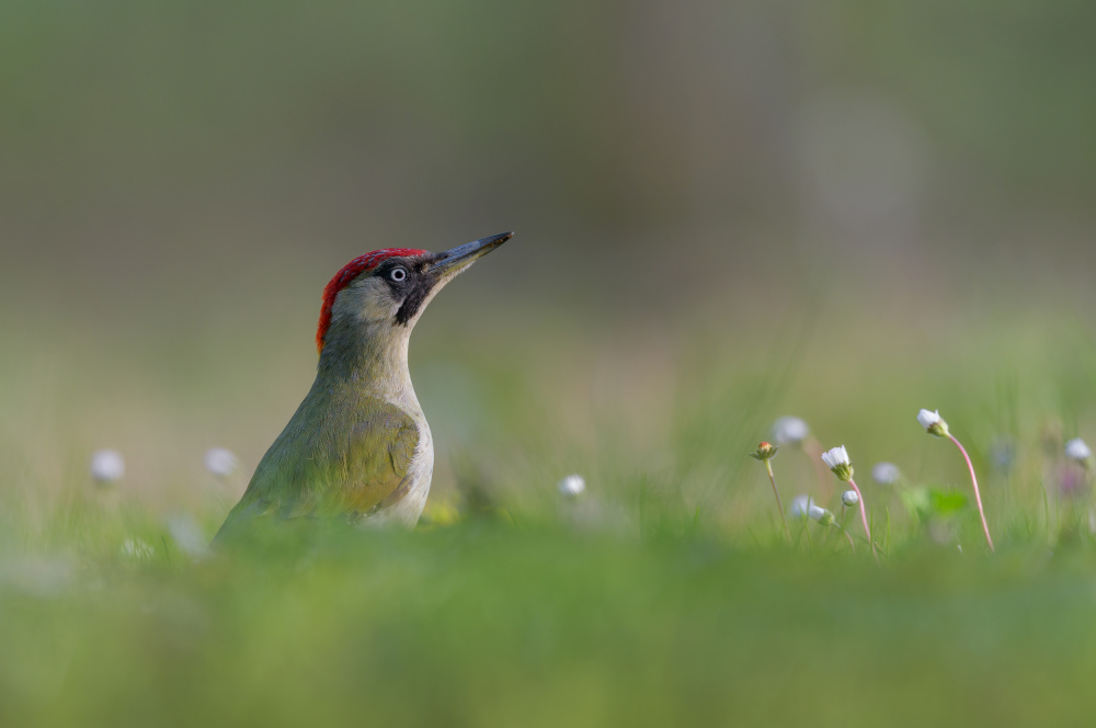 Green beauty von Alessandro Rossini