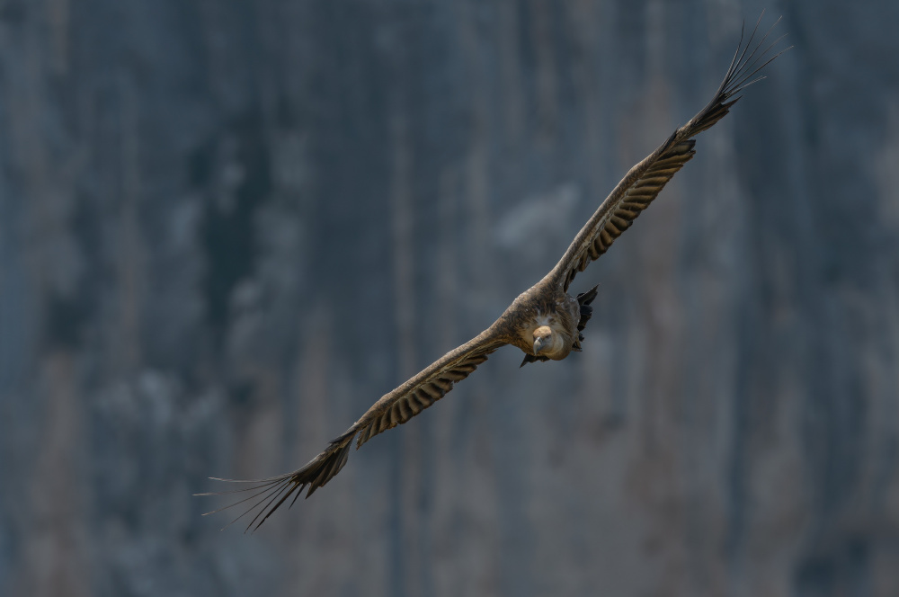 In the Griffons Kingdom von Alessandro Rossini