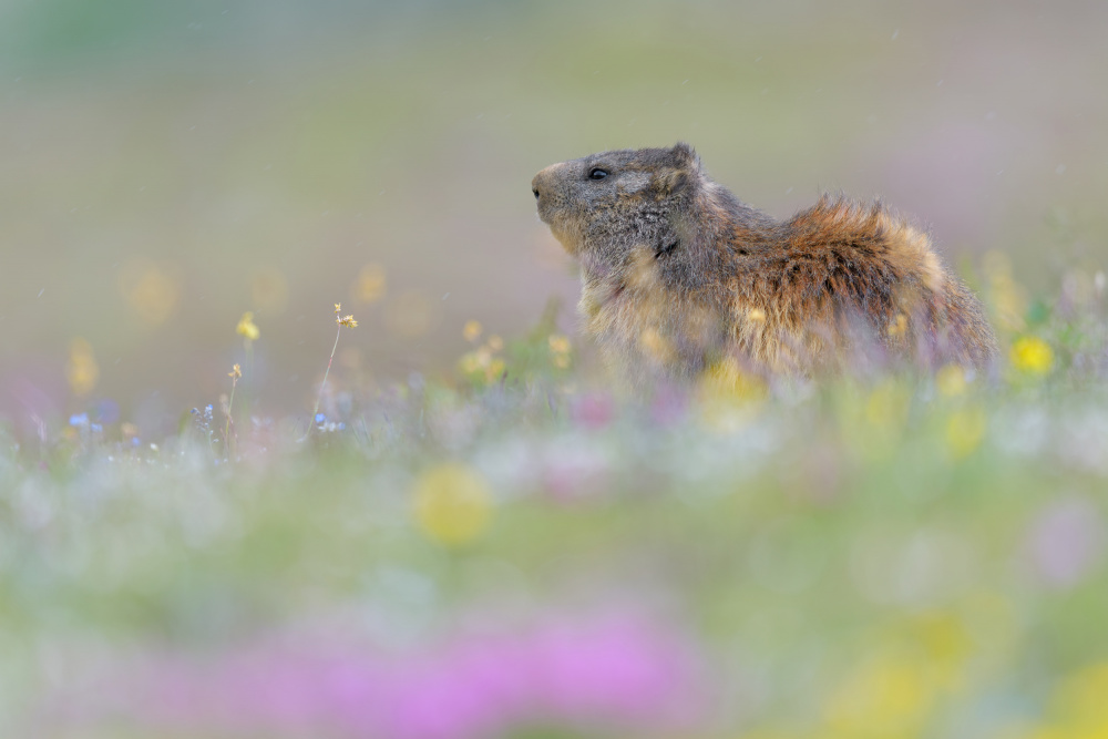 Rainbow von Alessandro Rossini