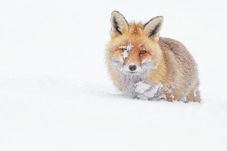 Blanket of snow