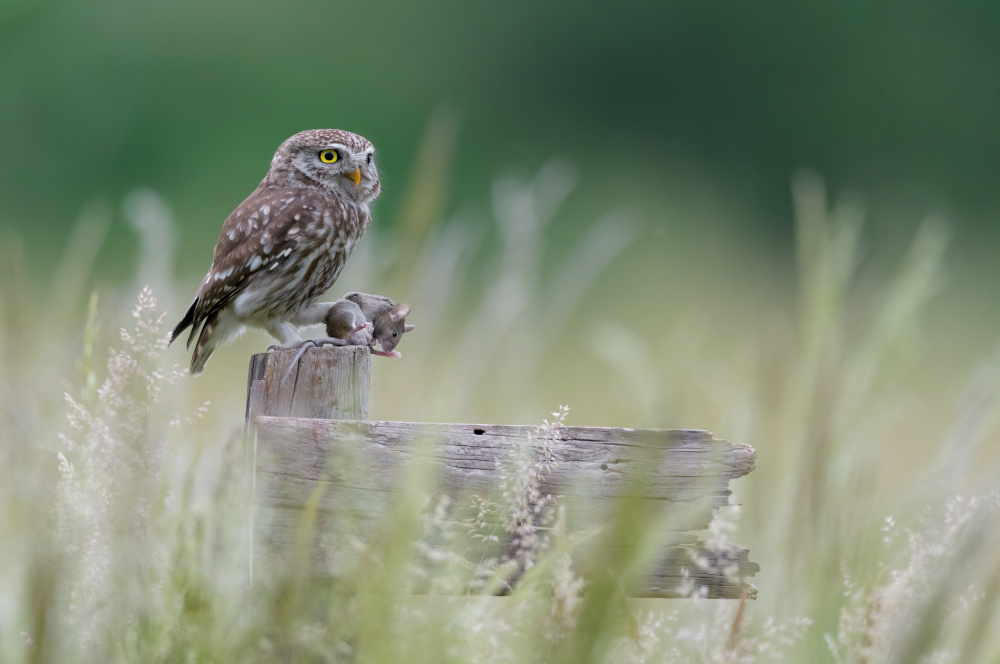 Little owl with meal von Alessandro Rossini