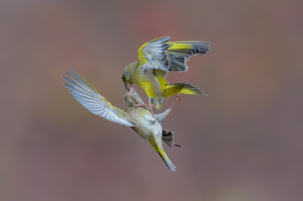 Fatality von Alessandro Rossini