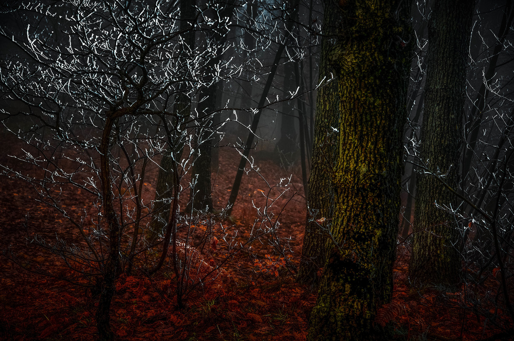 Impressions in the Woods von Alessandro Traverso