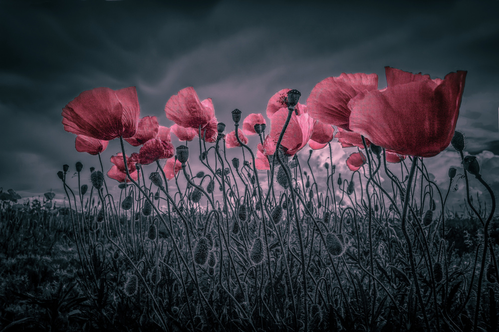 Poppies von Alessandro Traverso