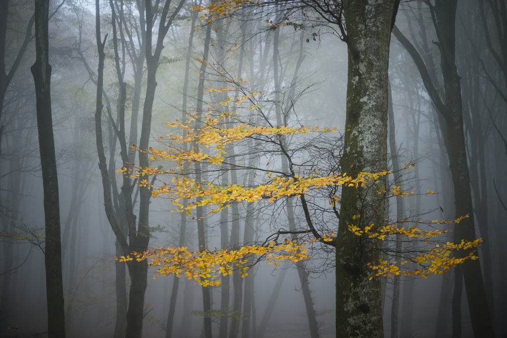 Beech Forest in Autumn von Alessandro Zocchi