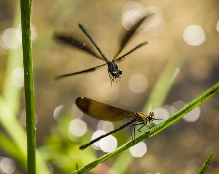 Damselfly dance