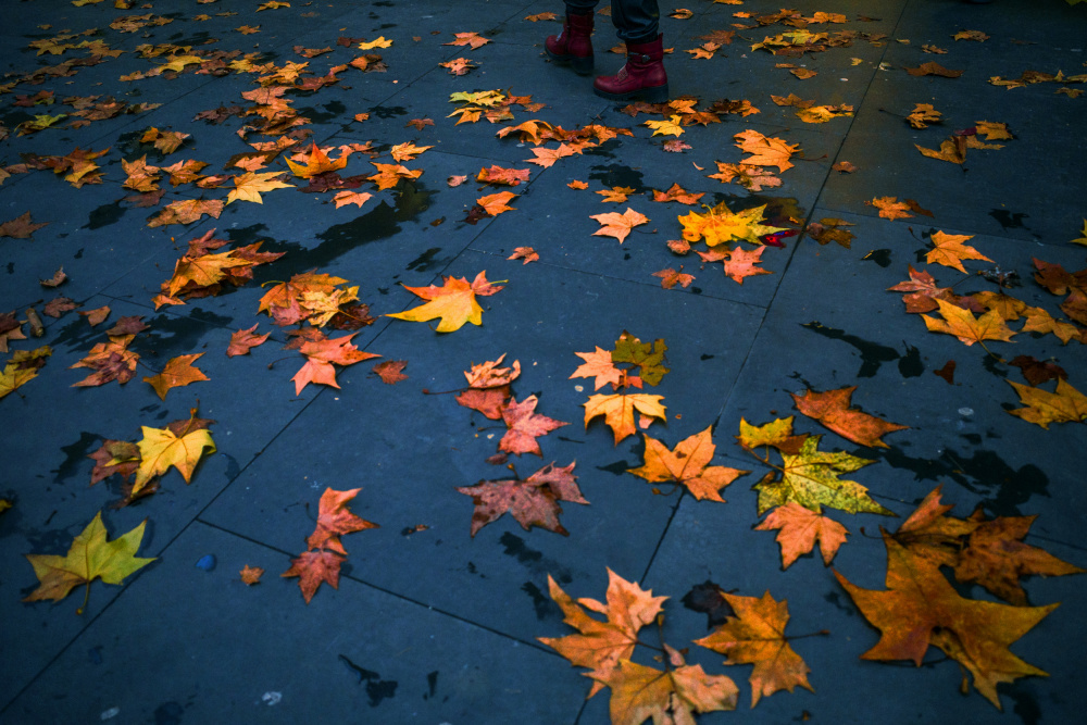 Autumn von Alessio Trerotoli