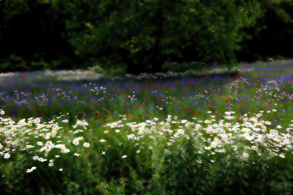 Music meadow von Alex Caminker